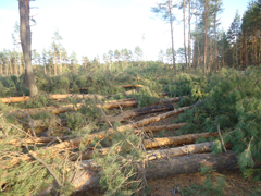 По заявлению управления экологии возбуждено уголовное дело по факту незаконной вырубки деревьев