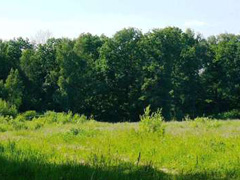 В Левобережном районе проходят рейды по патрулированию лесного массива В Левобережном районе проходят рейды по патрулированию лесного массива