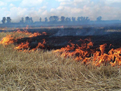 Памятка о запрете сжигания сухой травы