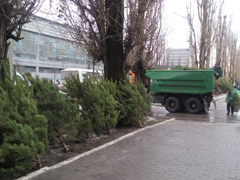 В Воронеже идет борьба с незаконными елочными базарами