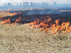 Не поджигайте сухую траву!