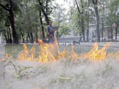 Чем опасен тополиный пух