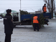 В Воронеже проходят рейды по выявлению незаконных елочных базаров
